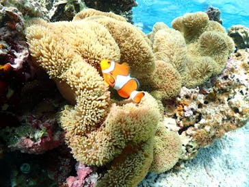 初心者専門宮古島シュノーケリングツアーに投稿された画像（2024/5/9）