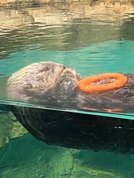 マリンワールド海の中道に投稿された画像（2024/5/9）