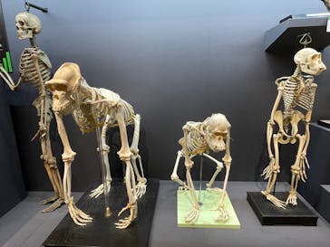 特別展「大哺乳類展３－わけてつなげて大行進」に投稿された画像（2024/5/9）