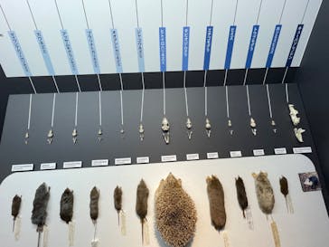 特別展「大哺乳類展３－わけてつなげて大行進」に投稿された画像（2024/5/9）