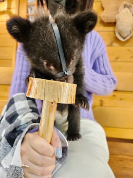 奥飛騨クマ牧場に投稿された画像（2024/5/9）