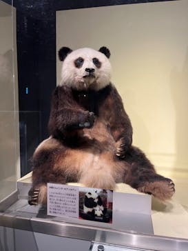 国立科学博物館に投稿された画像（2024/5/9）