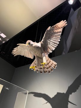 国立科学博物館に投稿された画像（2024/5/9）