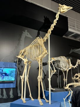 特別展「大哺乳類展３－わけてつなげて大行進」に投稿された画像（2024/5/9）