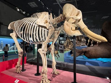 特別展「大哺乳類展３－わけてつなげて大行進」に投稿された画像（2024/5/9）