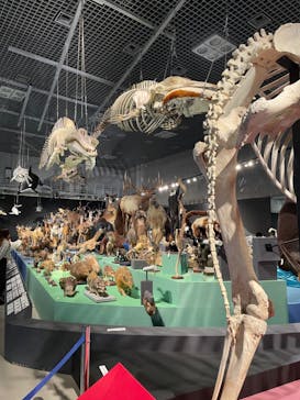 特別展「大哺乳類展３－わけてつなげて大行進」に投稿された画像（2024/5/9）