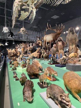 特別展「大哺乳類展３－わけてつなげて大行進」に投稿された画像（2024/5/9）