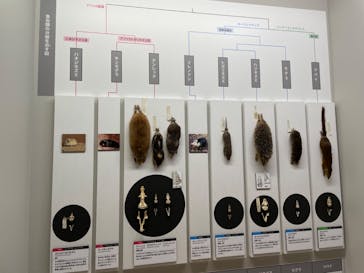 特別展「大哺乳類展３－わけてつなげて大行進」に投稿された画像（2024/5/9）