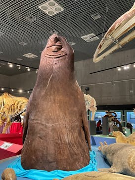 特別展「大哺乳類展３－わけてつなげて大行進」に投稿された画像（2024/5/9）