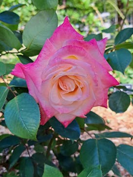 とっとり花回廊に投稿された画像（2024/5/9）