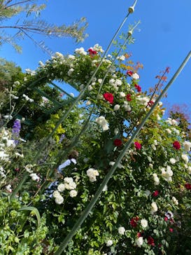 浜名湖花博2024に投稿された画像（2024/5/9）