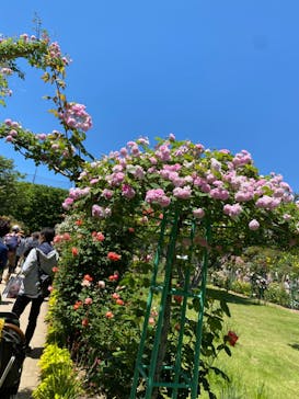 浜名湖花博2024に投稿された画像（2024/5/9）