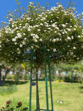 浜名湖花博2024に投稿された画像（2024/5/9）