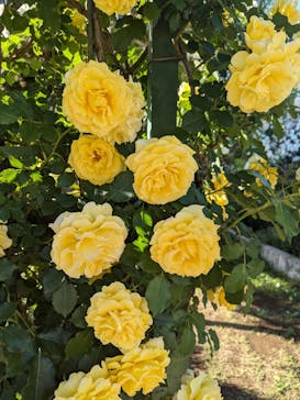 京成バラ園に投稿された画像（2024/5/9）