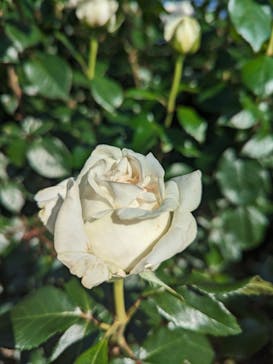 京成バラ園に投稿された画像（2024/5/9）