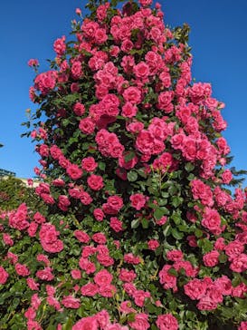 京成バラ園に投稿された画像（2024/5/9）