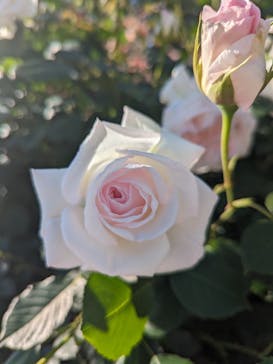 京成バラ園に投稿された画像（2024/5/9）