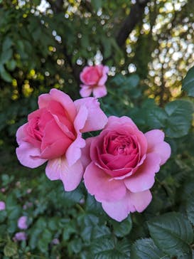 京成バラ園に投稿された画像（2024/5/9）