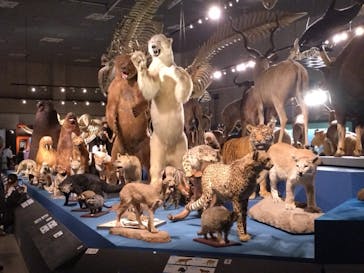 特別展「大哺乳類展３－わけてつなげて大行進」に投稿された画像（2024/5/9）