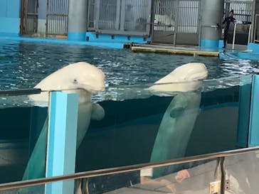 横浜・八景島シーパラダイスに投稿された画像（2024/5/9）