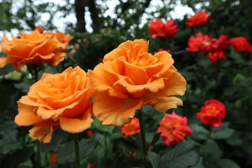 横浜イングリッシュガーデンに投稿された画像（2024/5/9）