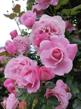 横浜イングリッシュガーデンに投稿された画像（2024/5/9）