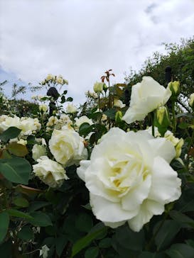 横浜イングリッシュガーデンに投稿された画像（2024/5/9）