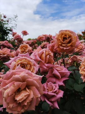 横浜イングリッシュガーデンに投稿された画像（2024/5/9）