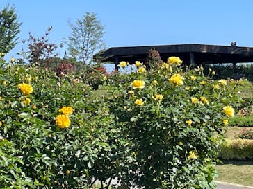 いばらきフラワーパークに投稿された画像（2024/5/10）