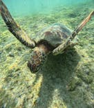 宮古島 ADVENTURE PiPi（ミヤコジマ アドベンチャー ピピ）に投稿された画像（2024/5/10）