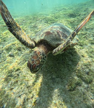 宮古島 ADVENTURE PiPi（ミヤコジマ アドベンチャー ピピ）に投稿された画像（2024/5/10）