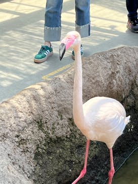 神戸どうぶつ王国に投稿された画像（2024/5/10）