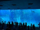 沖縄美ら海水族館に投稿された画像（2024/5/10）