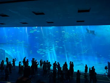 沖縄美ら海水族館に投稿された画像（2024/5/10）