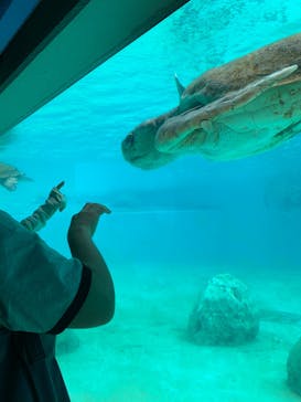沖縄美ら海水族館に投稿された画像（2024/5/10）