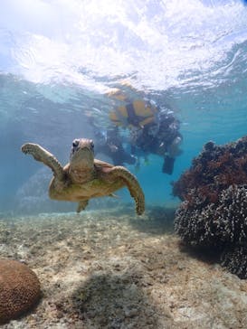 初心者専門宮古島シュノーケリングツアーに投稿された画像（2024/5/10）