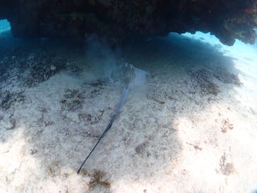 初心者専門宮古島シュノーケリングツアーに投稿された画像（2024/5/10）