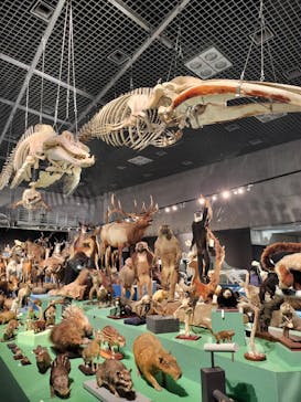 特別展「大哺乳類展３－わけてつなげて大行進」に投稿された画像（2024/5/10）