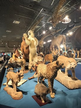 特別展「大哺乳類展３－わけてつなげて大行進」に投稿された画像（2024/5/10）