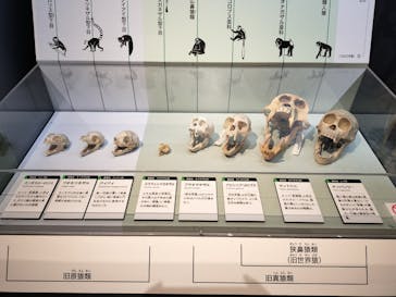 特別展「大哺乳類展３－わけてつなげて大行進」に投稿された画像（2024/5/10）