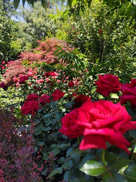 横浜イングリッシュガーデンに投稿された画像（2024/5/10）