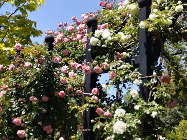 横浜イングリッシュガーデンに投稿された画像（2024/5/10）