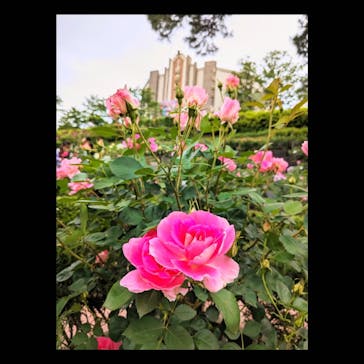 西武園ゆうえんちに投稿された画像（2024/5/10）