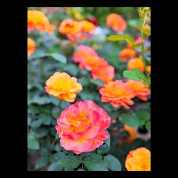 西武園ゆうえんちに投稿された画像（2024/5/10）