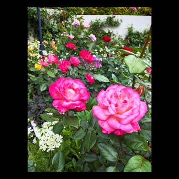 西武園ゆうえんちに投稿された画像（2024/5/10）