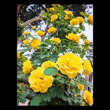 西武園ゆうえんちに投稿された画像（2024/5/10）