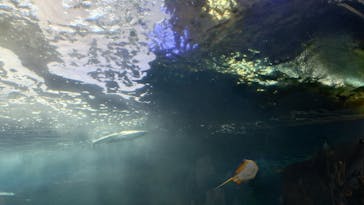 新江ノ島水族館に投稿された画像（2024/5/10）