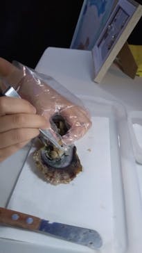 新江ノ島水族館に投稿された画像（2024/5/10）