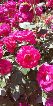 横浜イングリッシュガーデンに投稿された画像（2024/5/10）