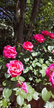 横浜イングリッシュガーデンに投稿された画像（2024/5/10）